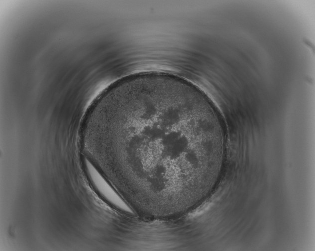 X0000096480783200801311555