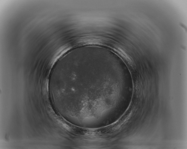 X0000096480790200801311555