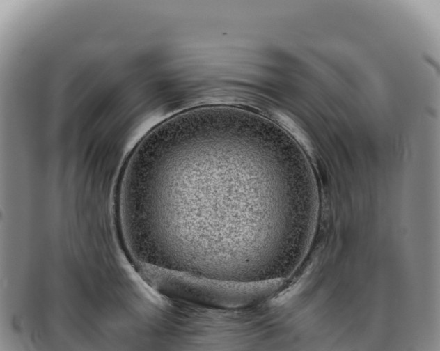 X0000096480803200801311555