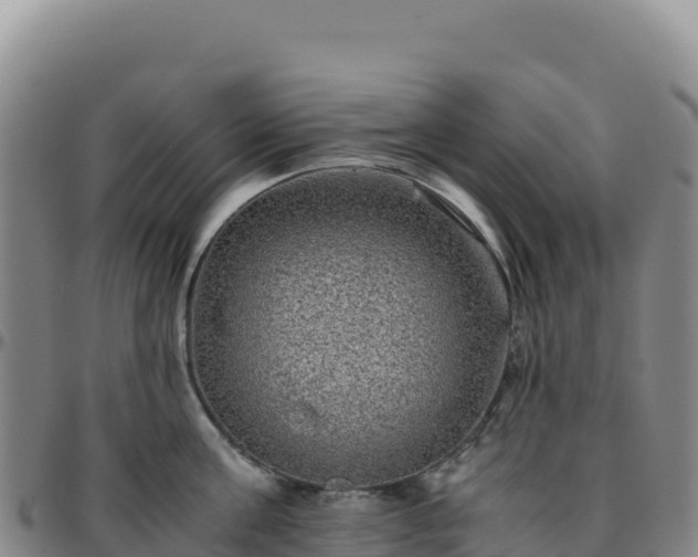 X0000096480811200801311555