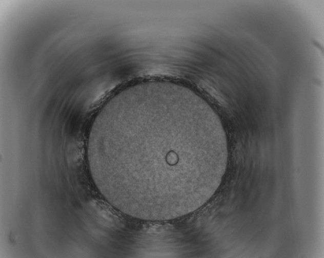 X0000096480824200801311554