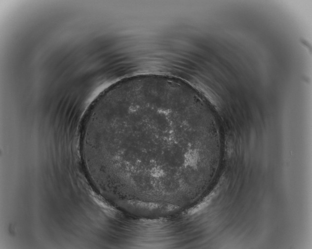 X0000096480830200801311554