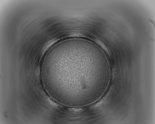 X0000096480831200801311554