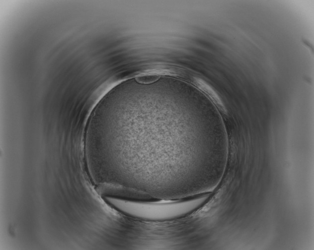 X0000096480852200801311554