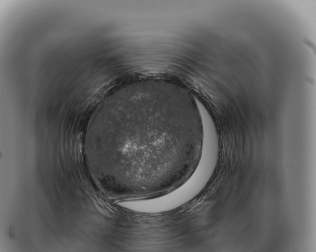 X0000096480868200801311554