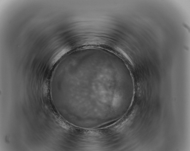 X0000096480874200801311554