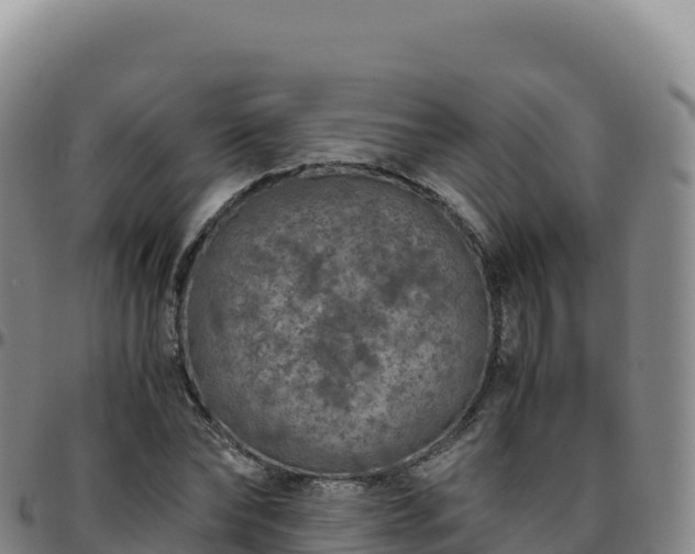 X0000096480878200801311554