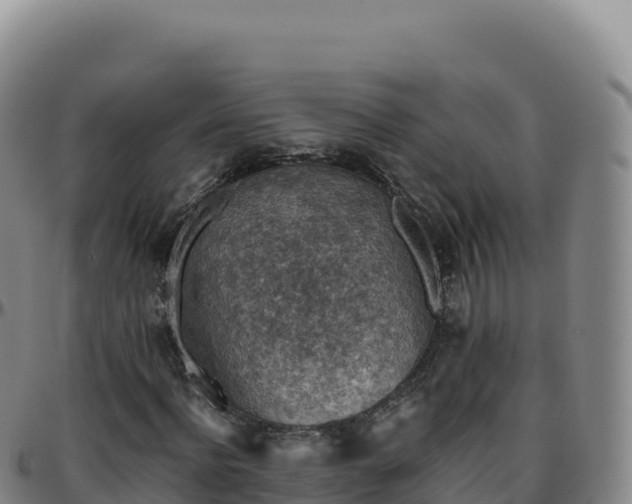 X0000096480916200801311553