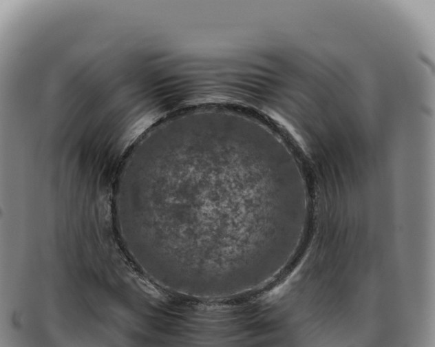 X0000096480921200801311553