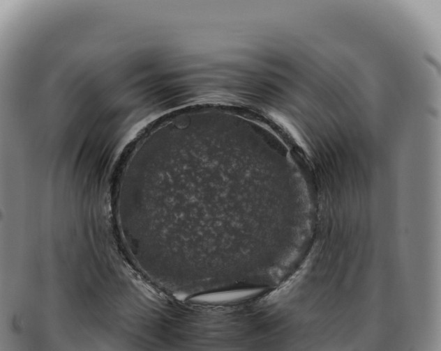 X0000096480923200801311553