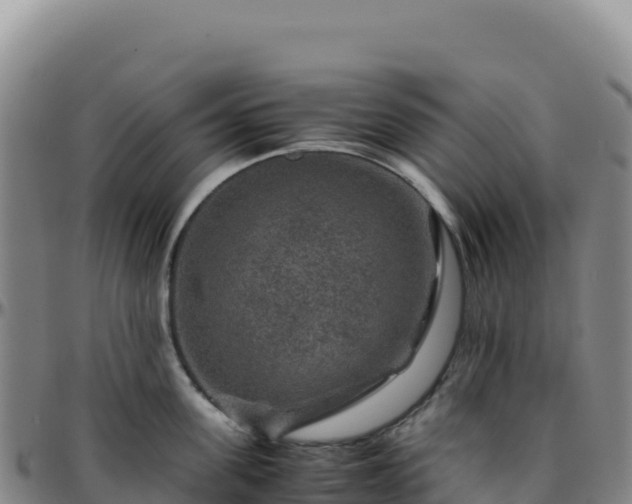 X0000096480955200801311553