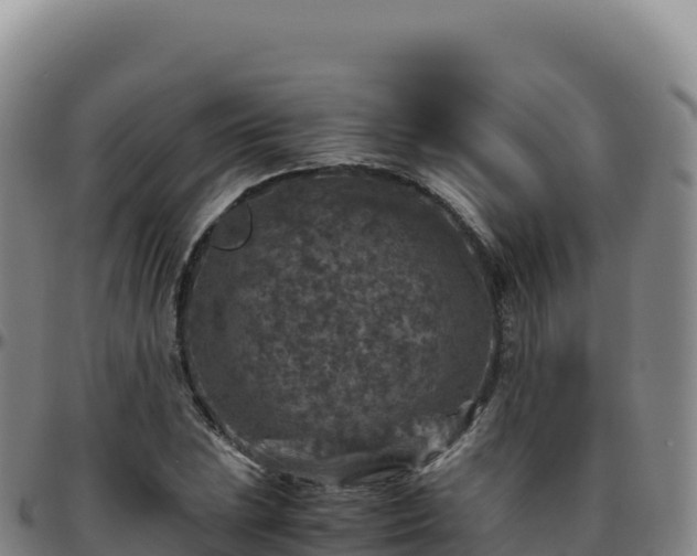 X0000096481023200801311551