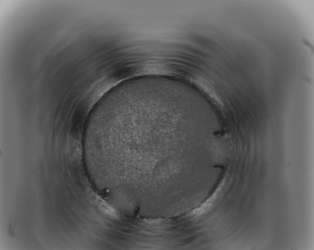 X0000096481025200801311551