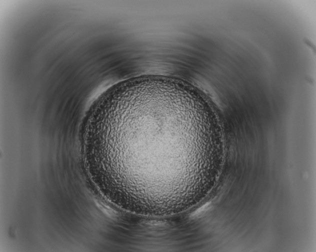 X0000096481027200801311551