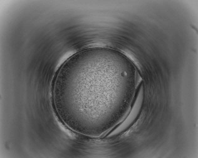 X0000096481042200801311552