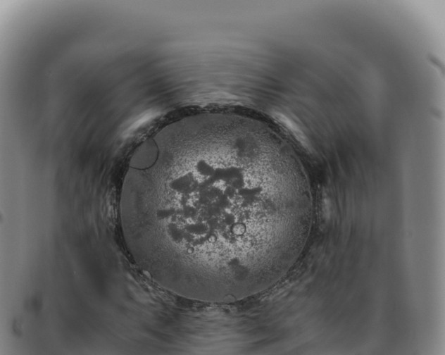 X0000096481063200801311551