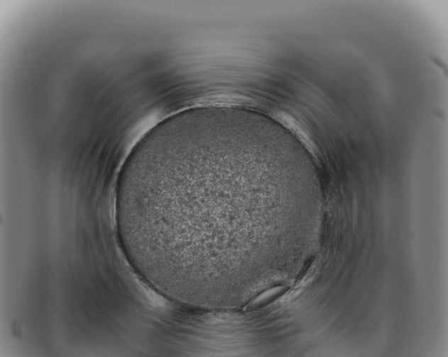 X0000096481083200801311551