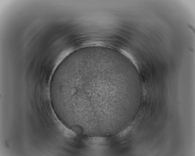 X0000096481090200801311551