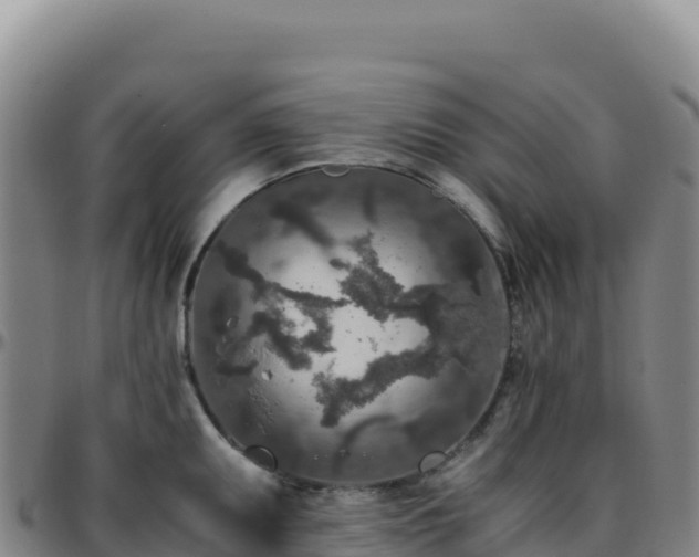 X0000096481095200801311551