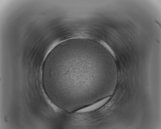 X0000096481099200801311551