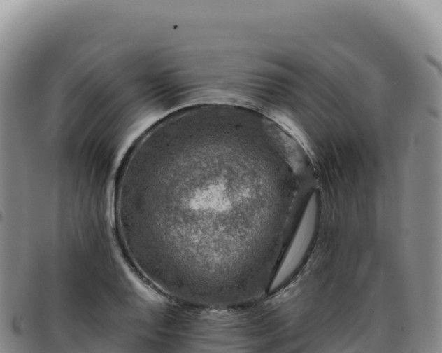 X0000096481128200801311550