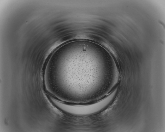 X0000096481133200801311550