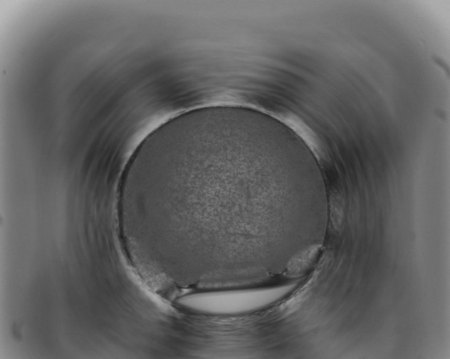 X0000096481142200801311550