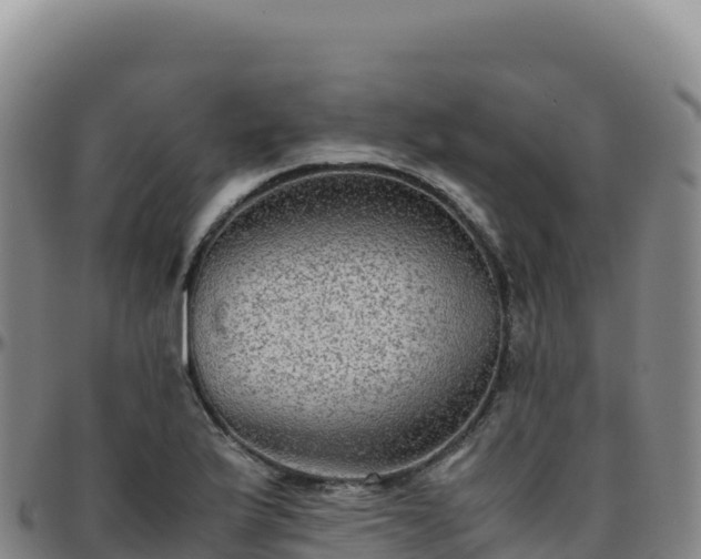 X0000096481175200801311550