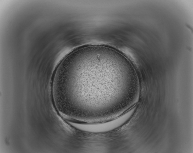 X0000096481183200801311549