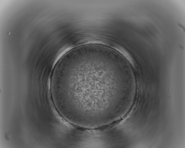 X0000096481198200801311549