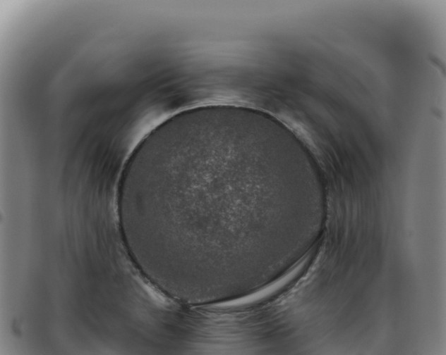 X0000096481230200801311549