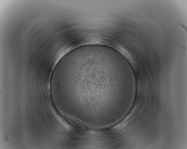 X0000096481234200801311549