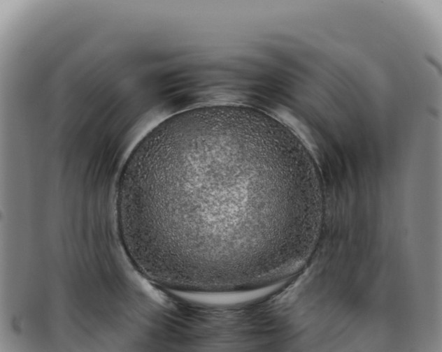 X0000096481235200801311549