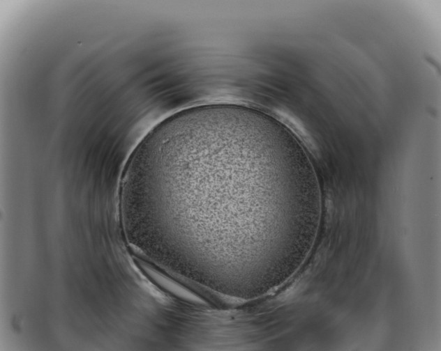 X0000096481236200801311549