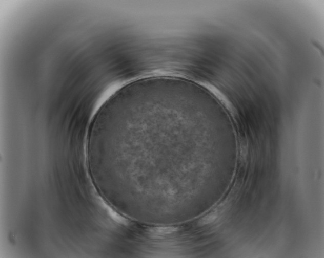 X0000096481294200801311548