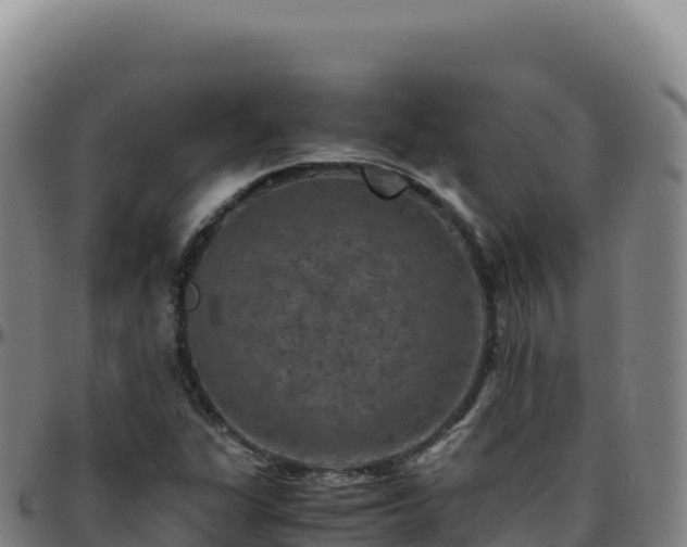 X0000096481311200801311547