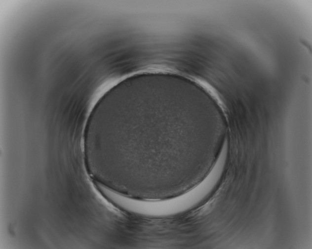 X0000096481335200801311548