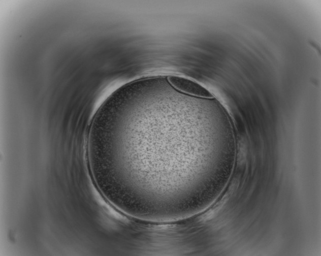 X0000096481390200801311546