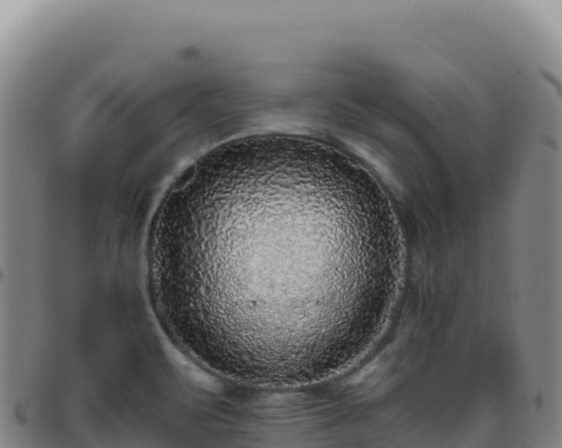 X0000096481471200801311545