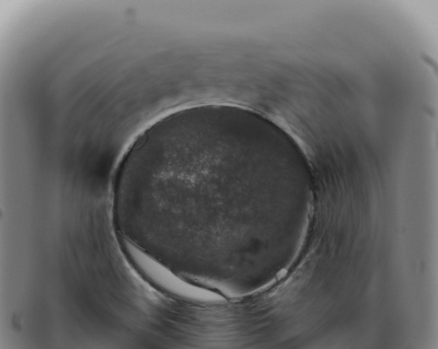 X0000096481508200801311545