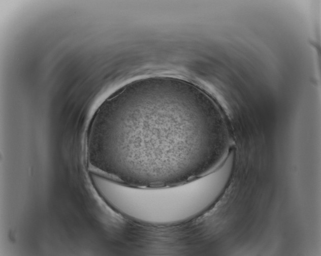 X0000096481520200801311545