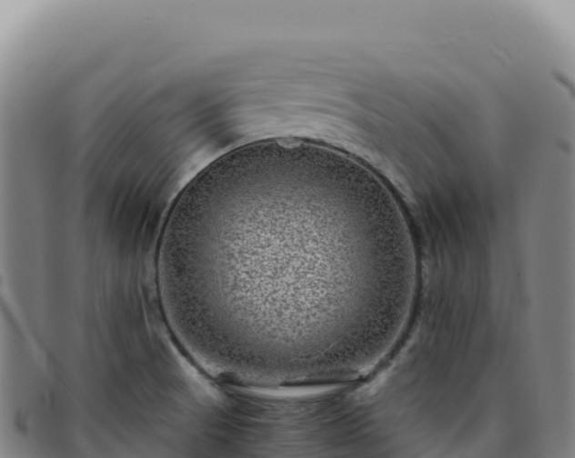 X0000096481521200801311545