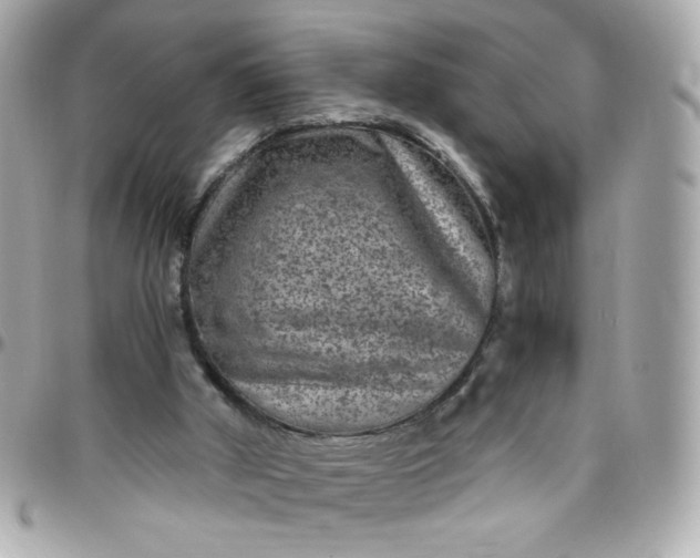 X0000096480010200802071930