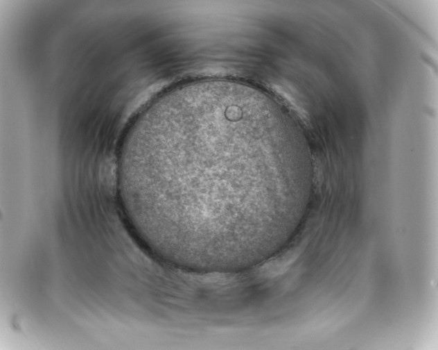 X0000096480016200802071930