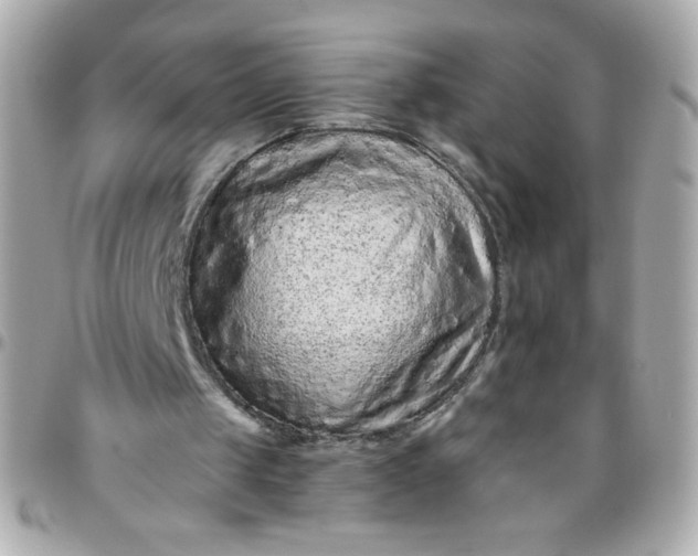 X0000096480049200802071929