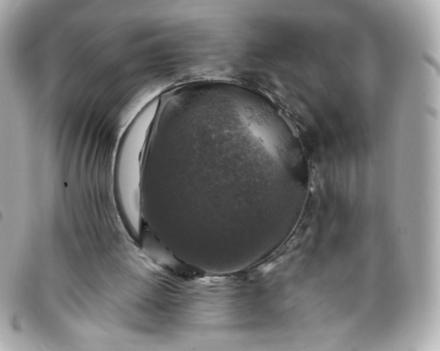 X0000096480052200802071929