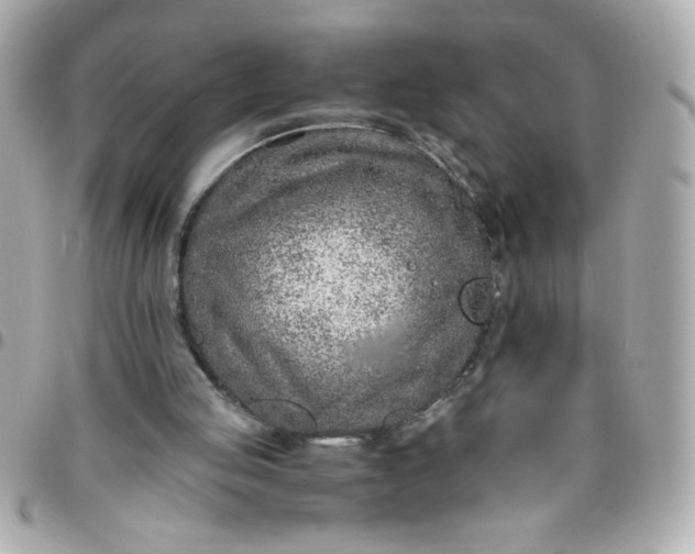 X0000096480053200802071929