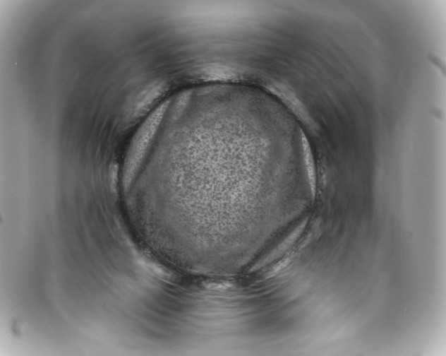 X0000096480066200802071929