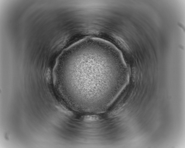 X0000096480077200802071929