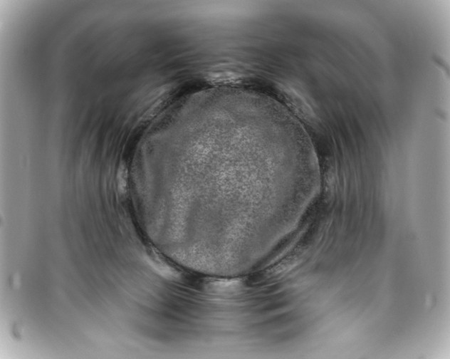 X0000096480081200802071930